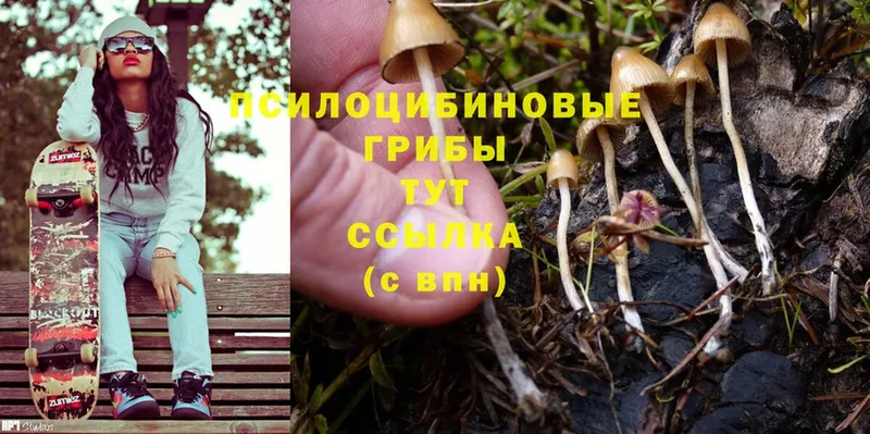 Галлюциногенные грибы Psilocybine cubensis  Стрежевой 